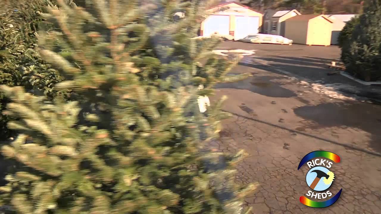 How to Choose a Christmas Trees in Delaware County - Ricks Sheds