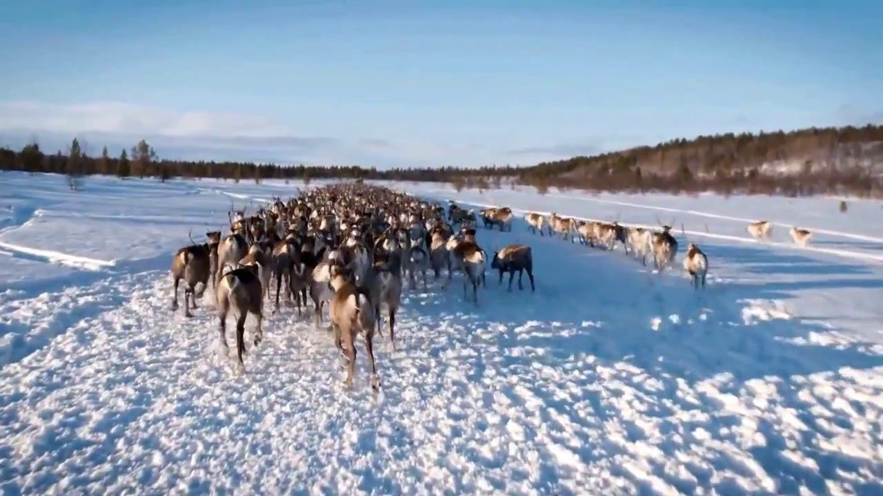 The Sámi People - Reindeer Herders